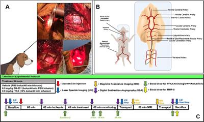 Von Willebrand factor targeted thrombolysis in canine basilar artery occlusion